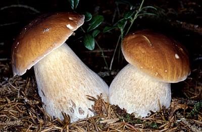 Boletus edulis