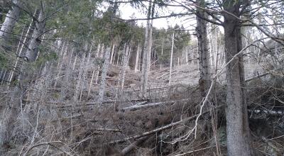 Immagine foreste